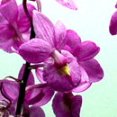 Namboh Pixie 'Volcano Queen'